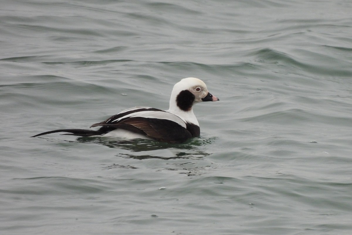 Long-tailed Duck - ML614949651