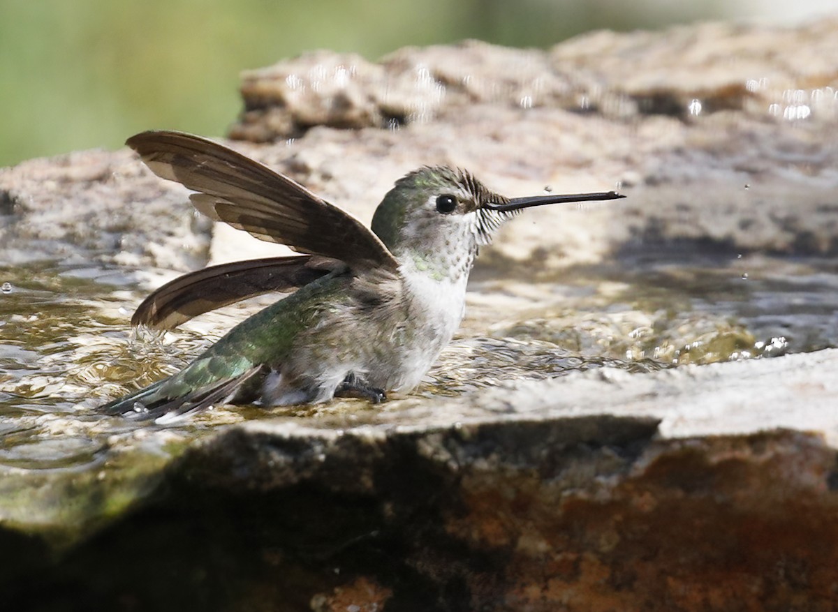 Broad-tailed Hummingbird - ML614949702