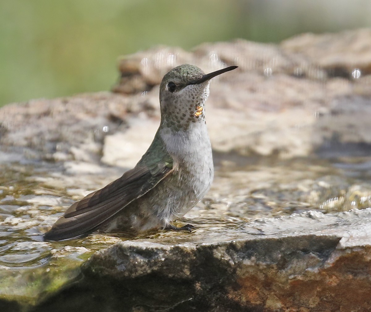 Broad-tailed Hummingbird - ML614949703