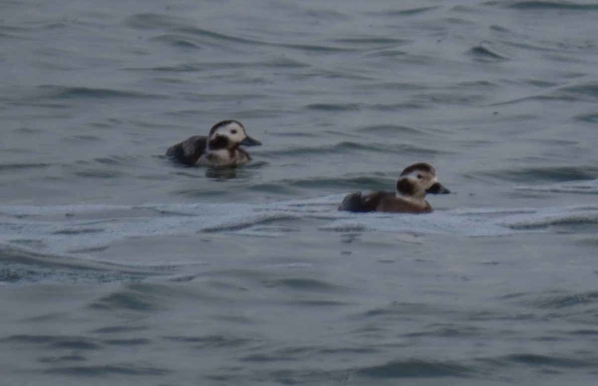 Long-tailed Duck - ML614949747