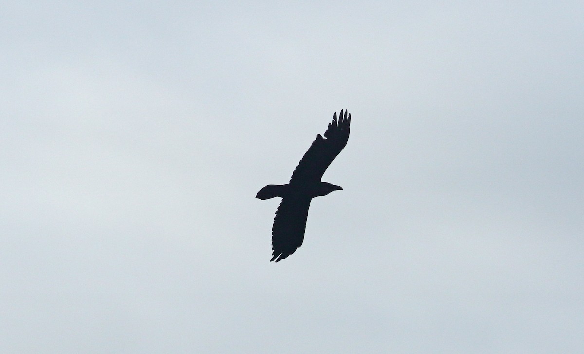 Common Raven - ML614949980