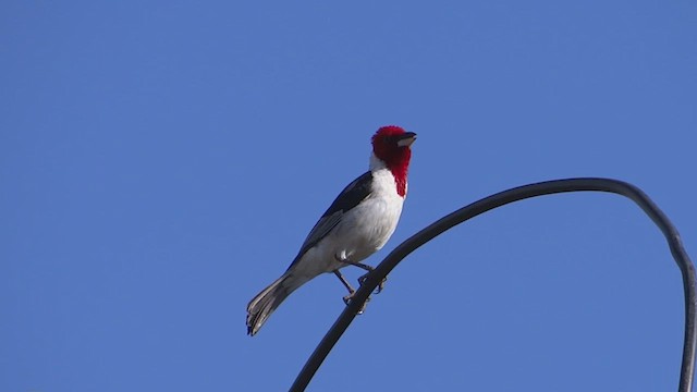 Red-cowled Cardinal - ML614949984
