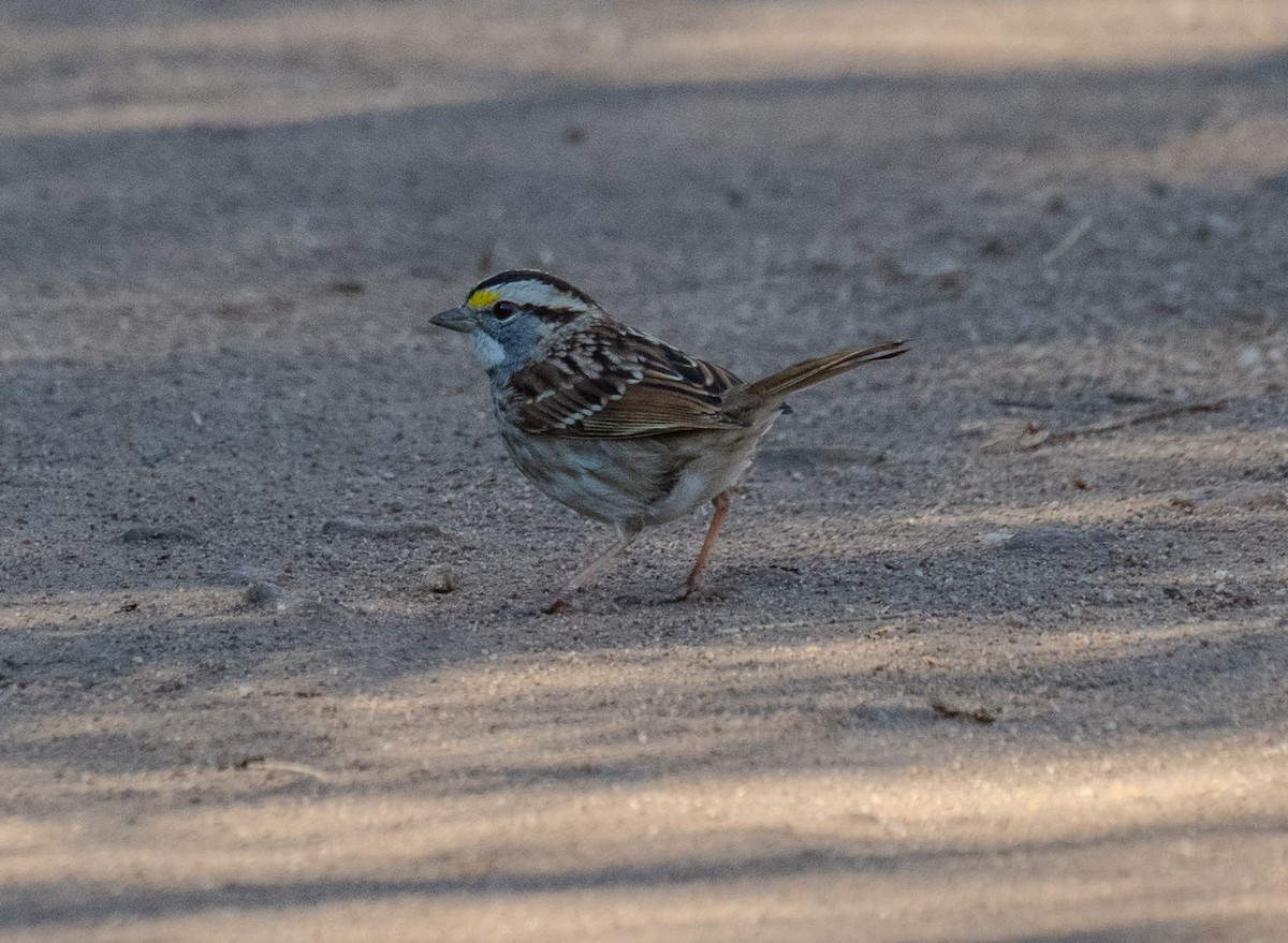 White-throated Sparrow - ML614950048