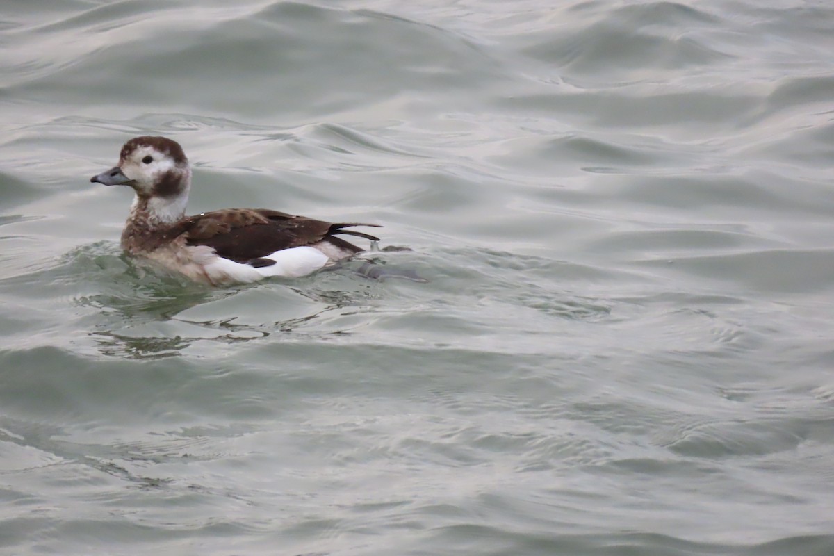 Long-tailed Duck - ML614950087