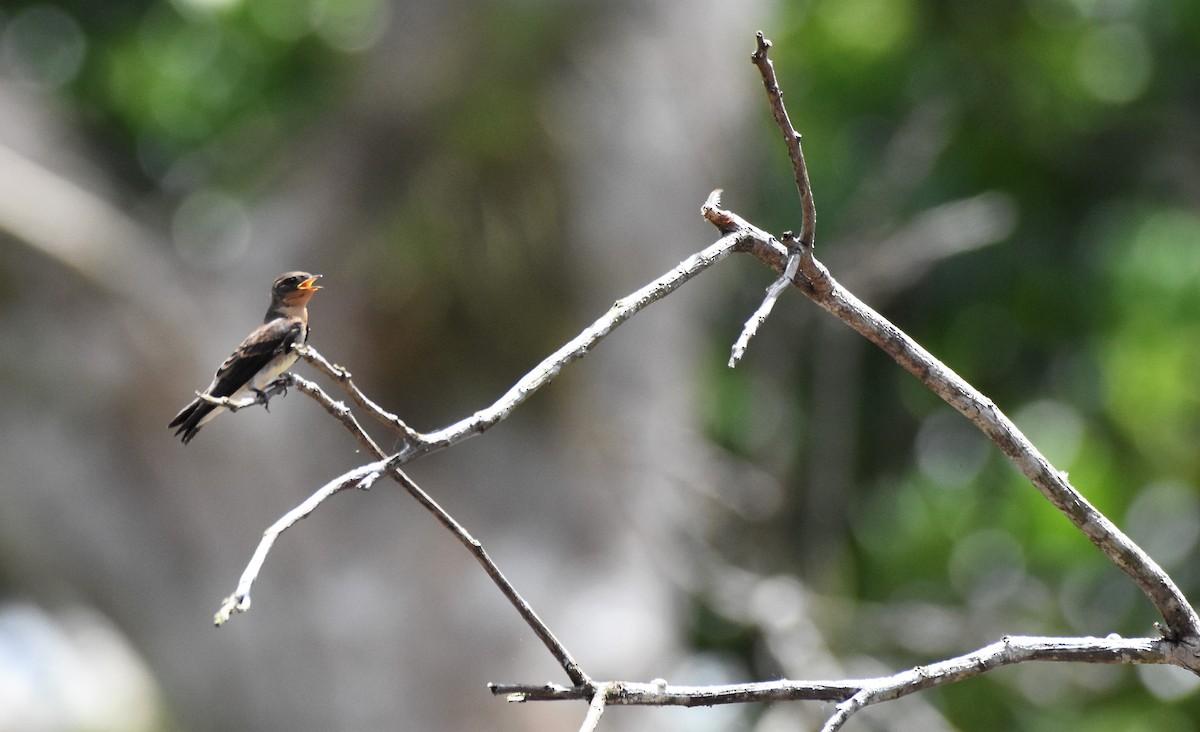 Southern Rough-winged Swallow - ML61495021