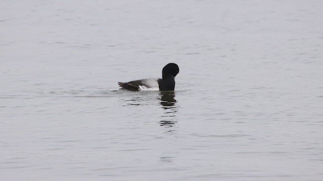Greater Scaup - ML614950788