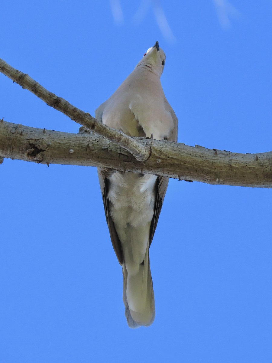 Eurasian/African Collared-Dove - ML614951027