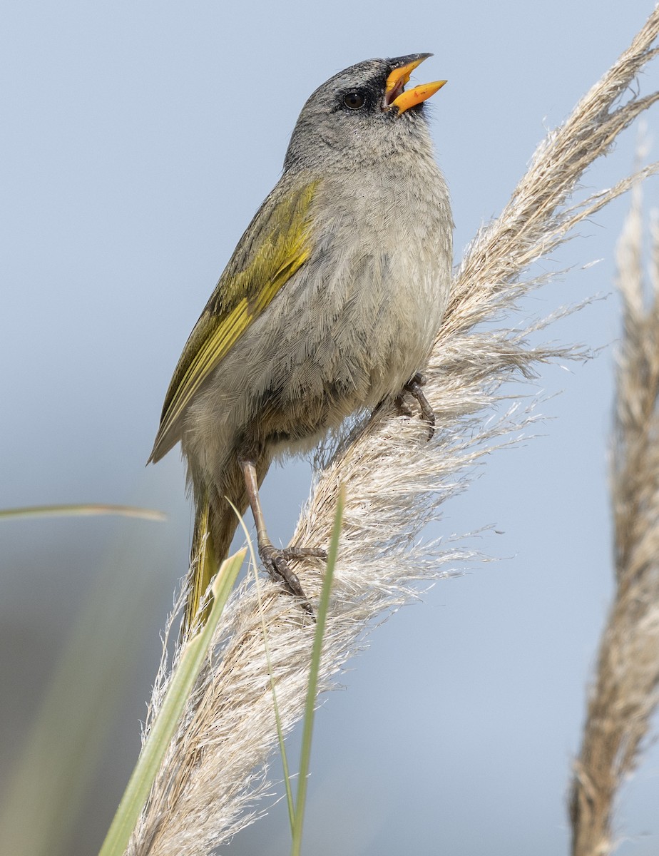 Great Pampa-Finch (Eastern) - Peter Kondrashov