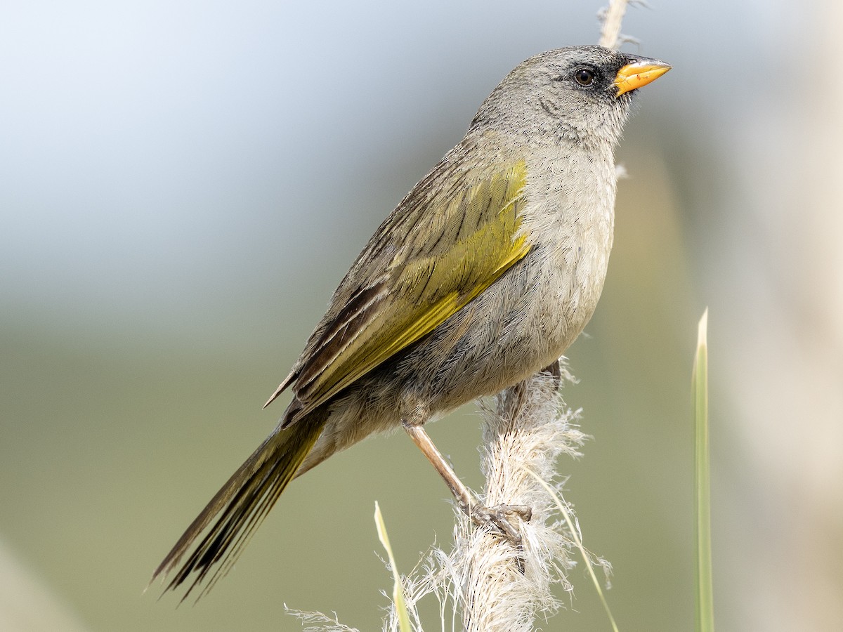 Great Pampa-Finch (Eastern) - ML614951619