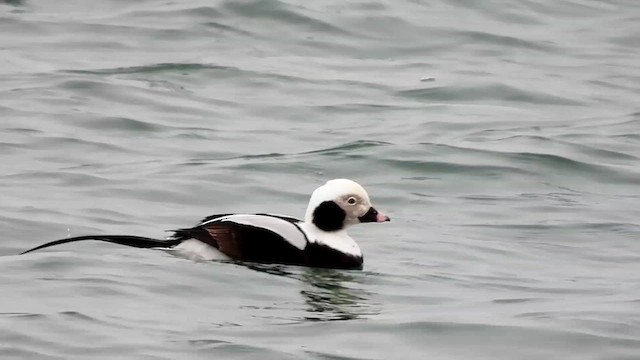 Long-tailed Duck - ML614951638