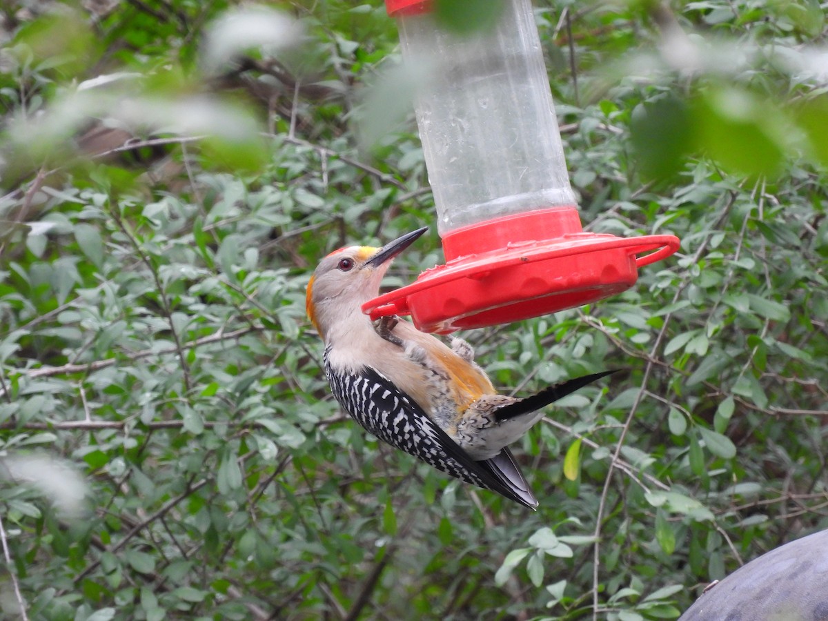 Golden-fronted Woodpecker - ML614952008