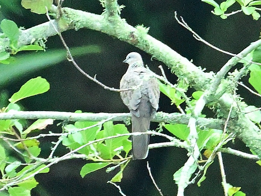 Spotted Dove - ML614952035