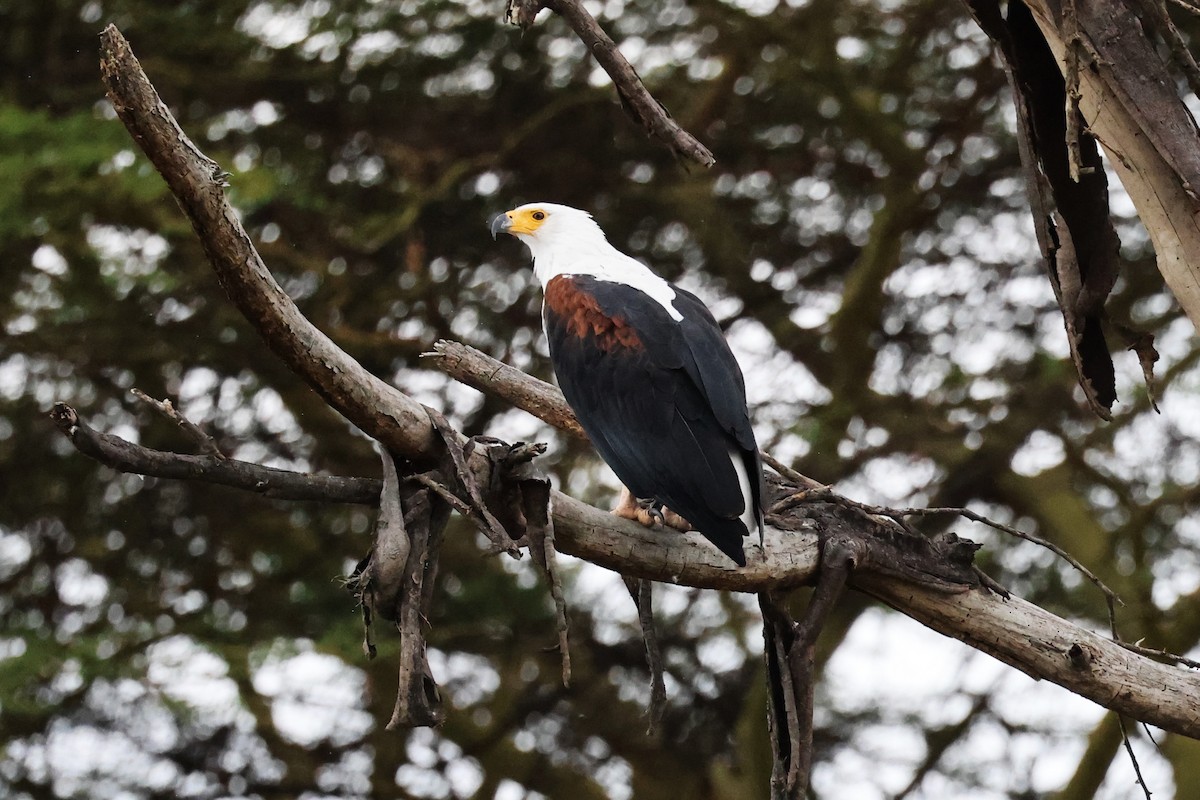 African Fish-Eagle - ML614952146