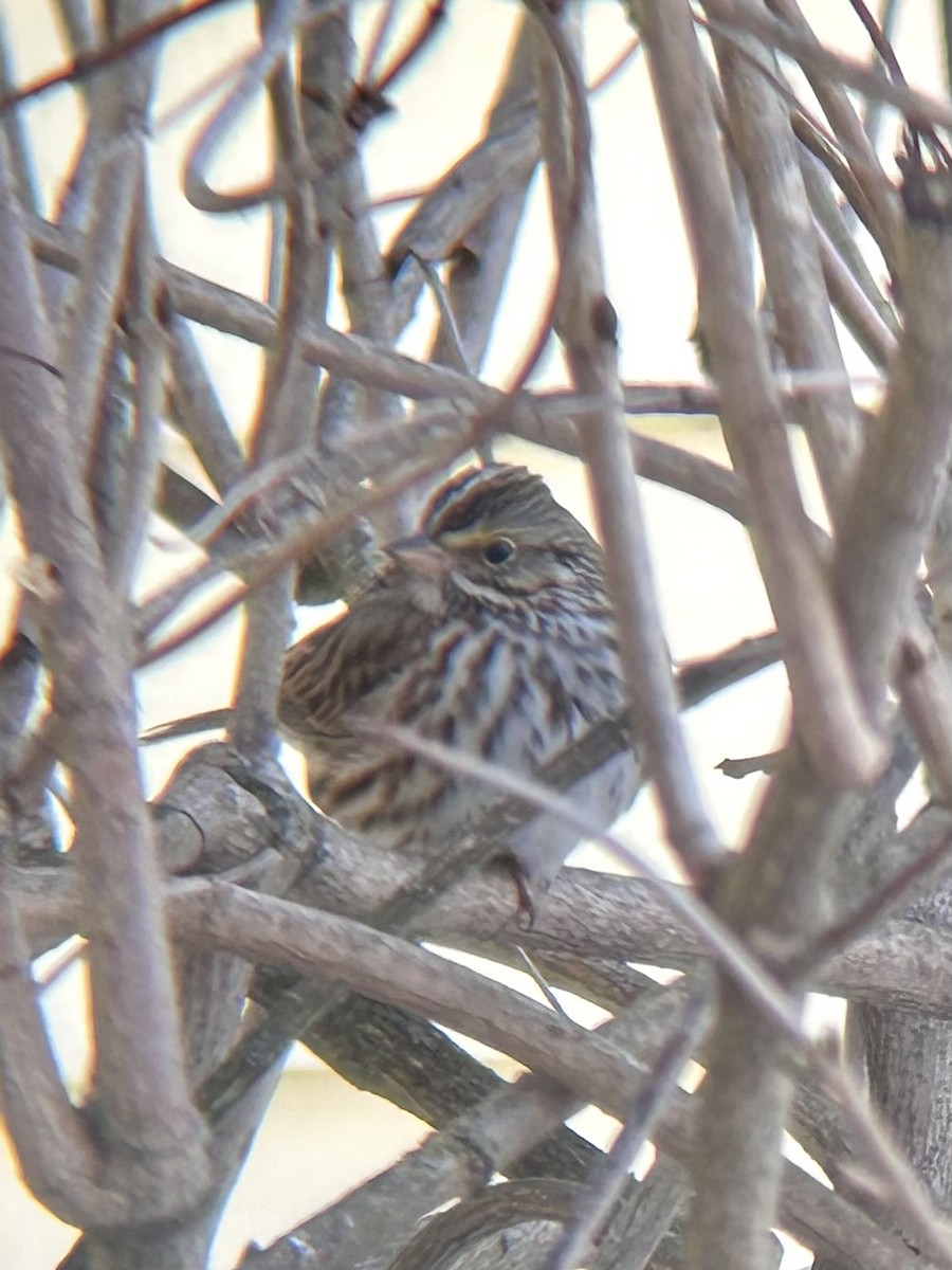 Savannah Sparrow - ML614952153