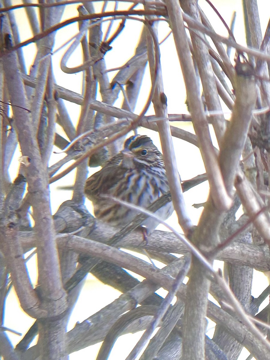 Savannah Sparrow - ML614952154