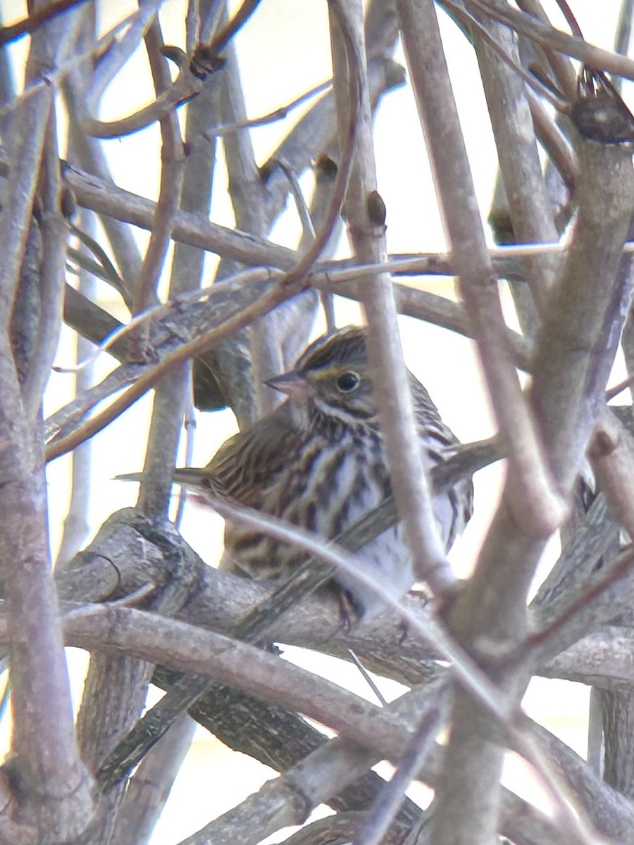 Savannah Sparrow - ML614952155