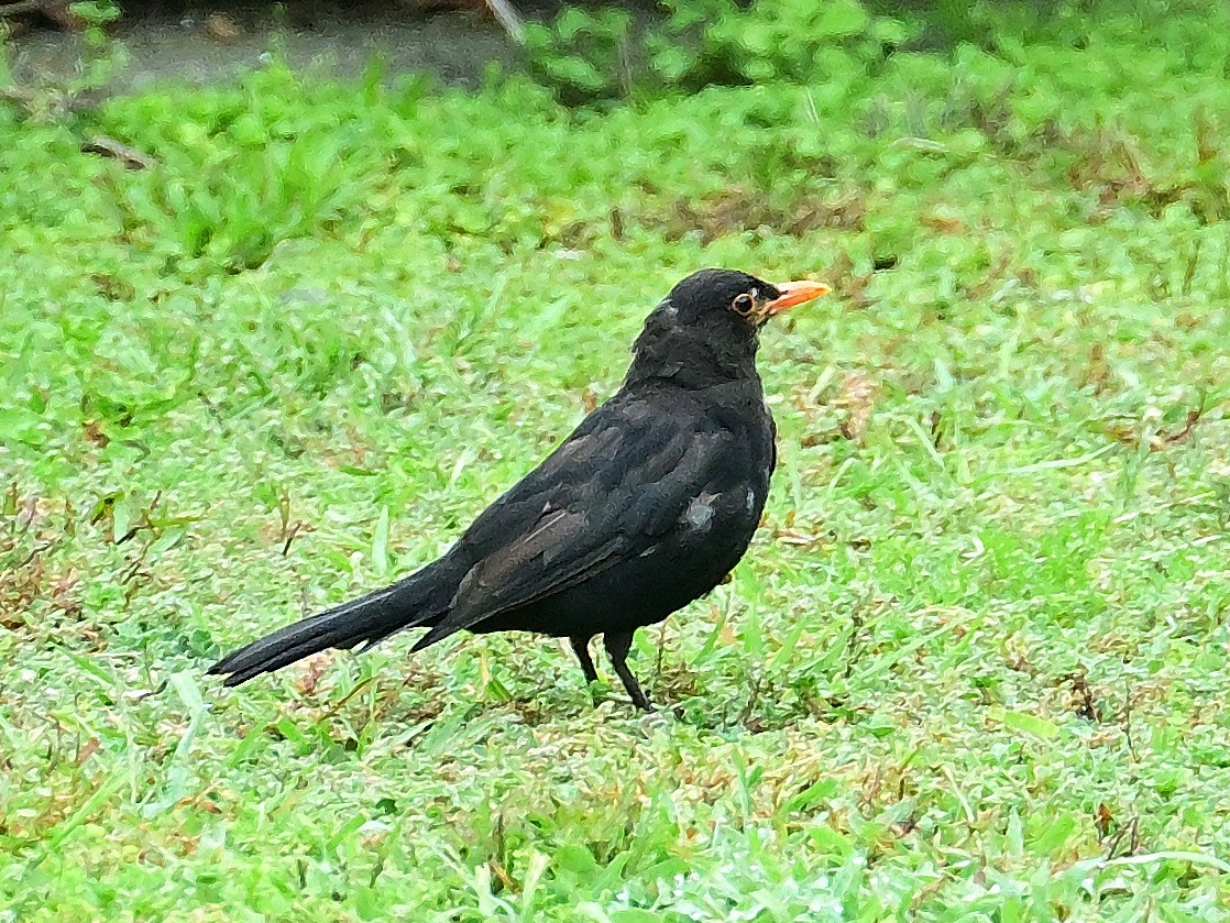 Eurasian Blackbird - ML614952158