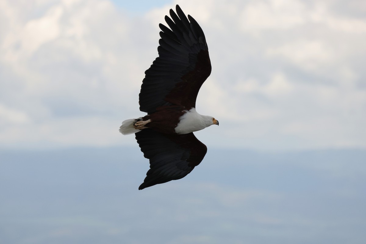 African Fish-Eagle - ML614952181