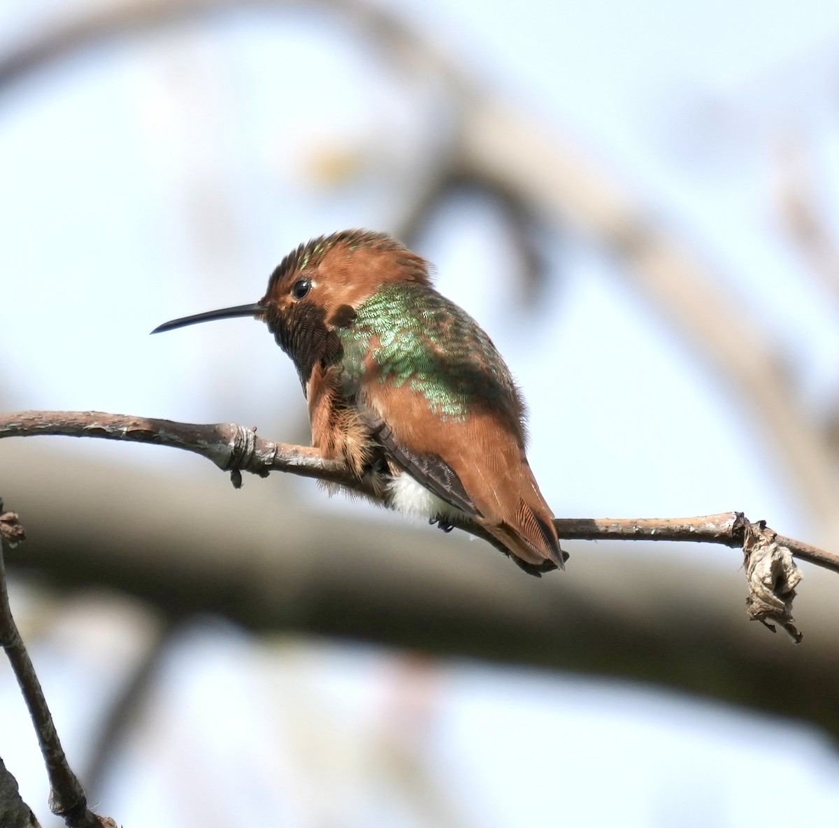 Allen's Hummingbird - ML614952182