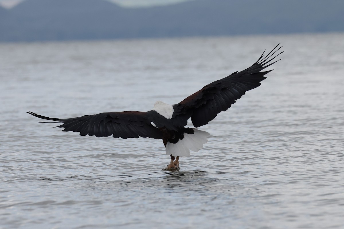 African Fish-Eagle - ML614952188