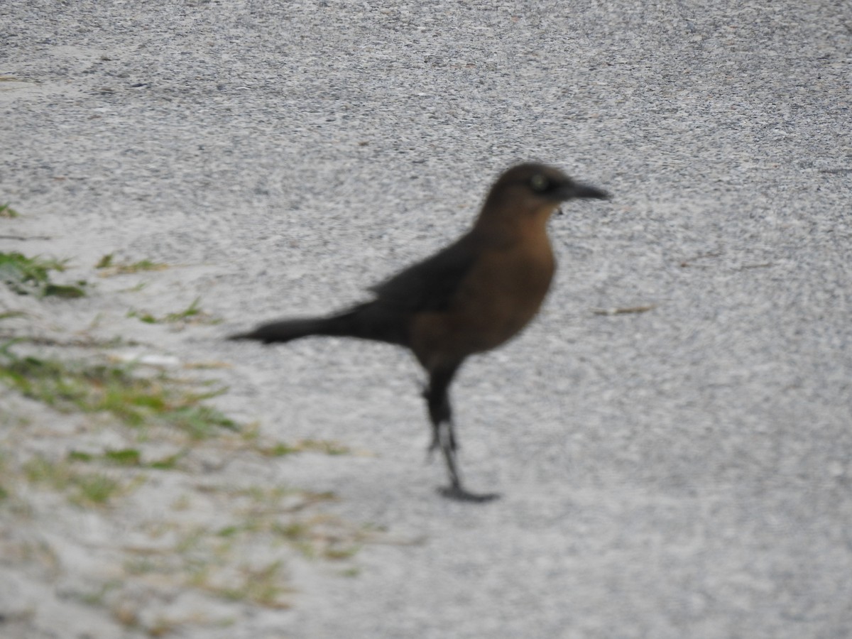 Boat-tailed Grackle - ML614952212