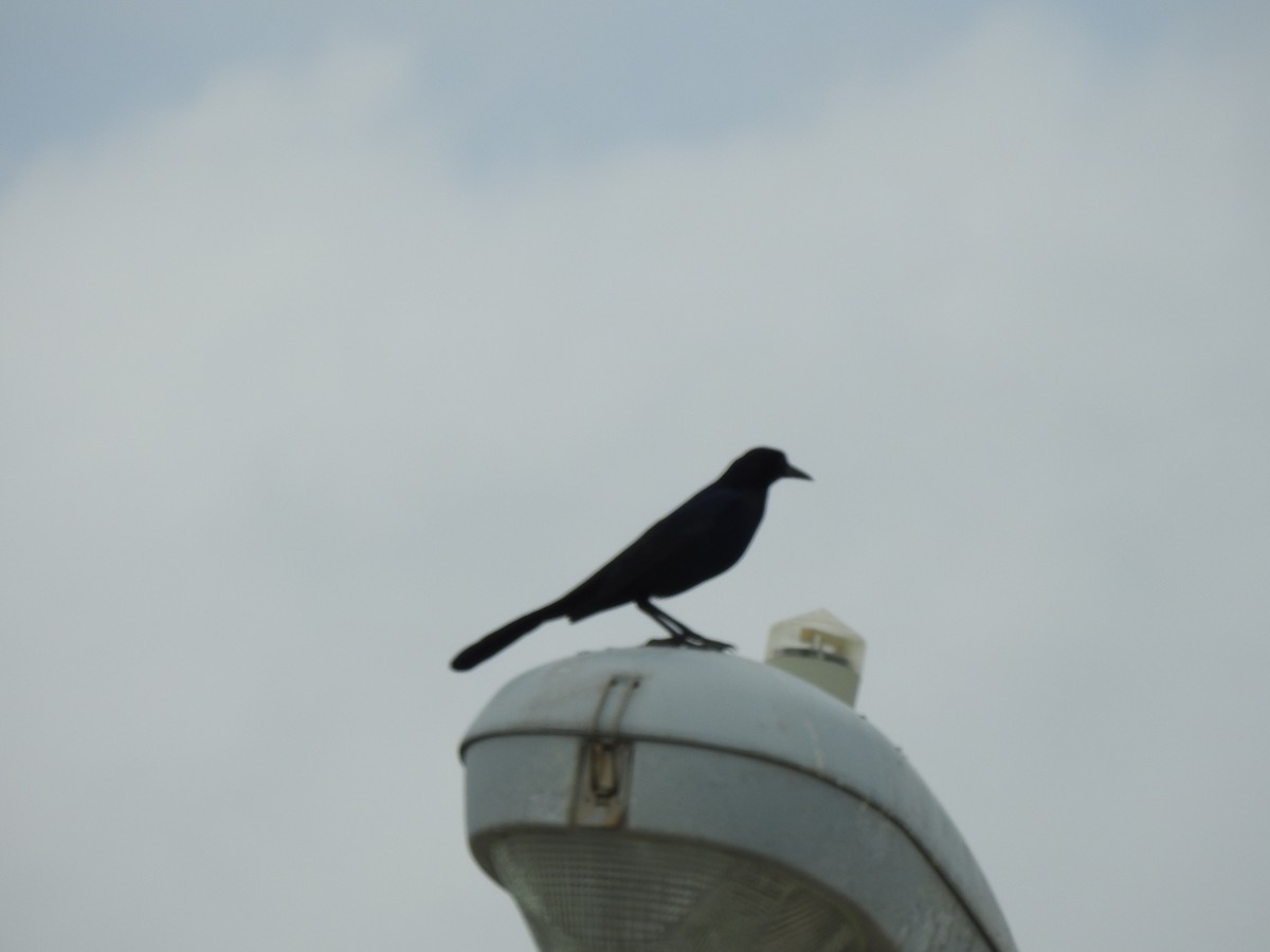 Boat-tailed Grackle - ML614952237