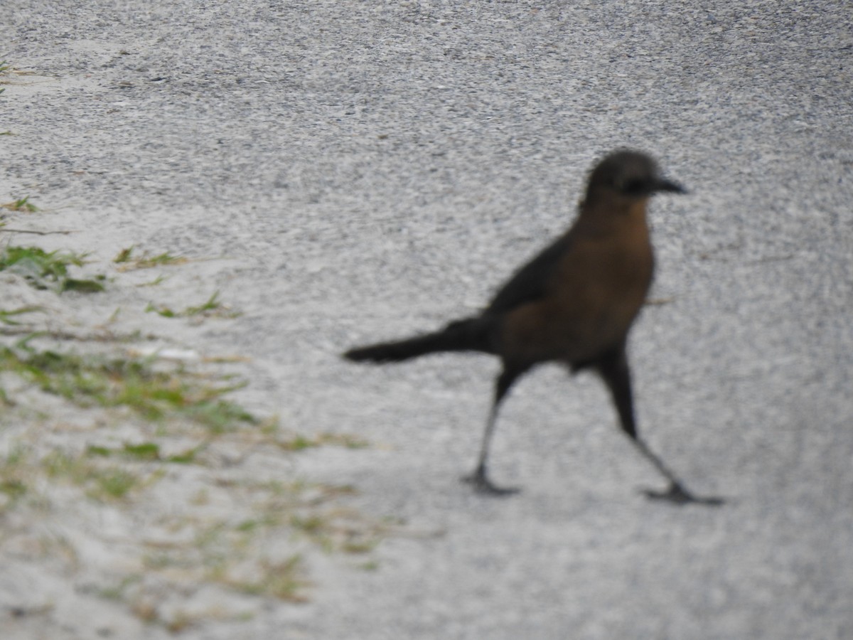 Boat-tailed Grackle - ML614952239