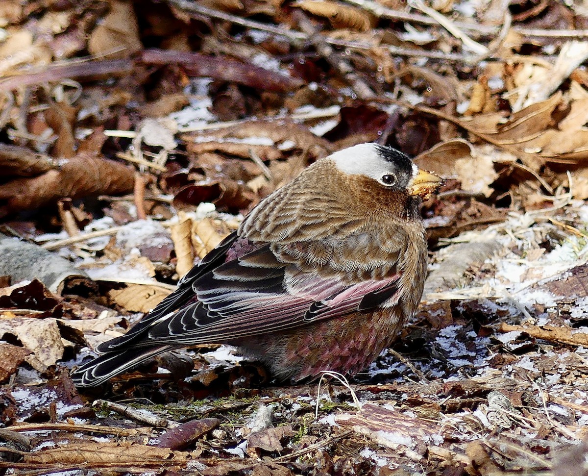 Gray-crowned Rosy-Finch (Gray-crowned) - ML614952286