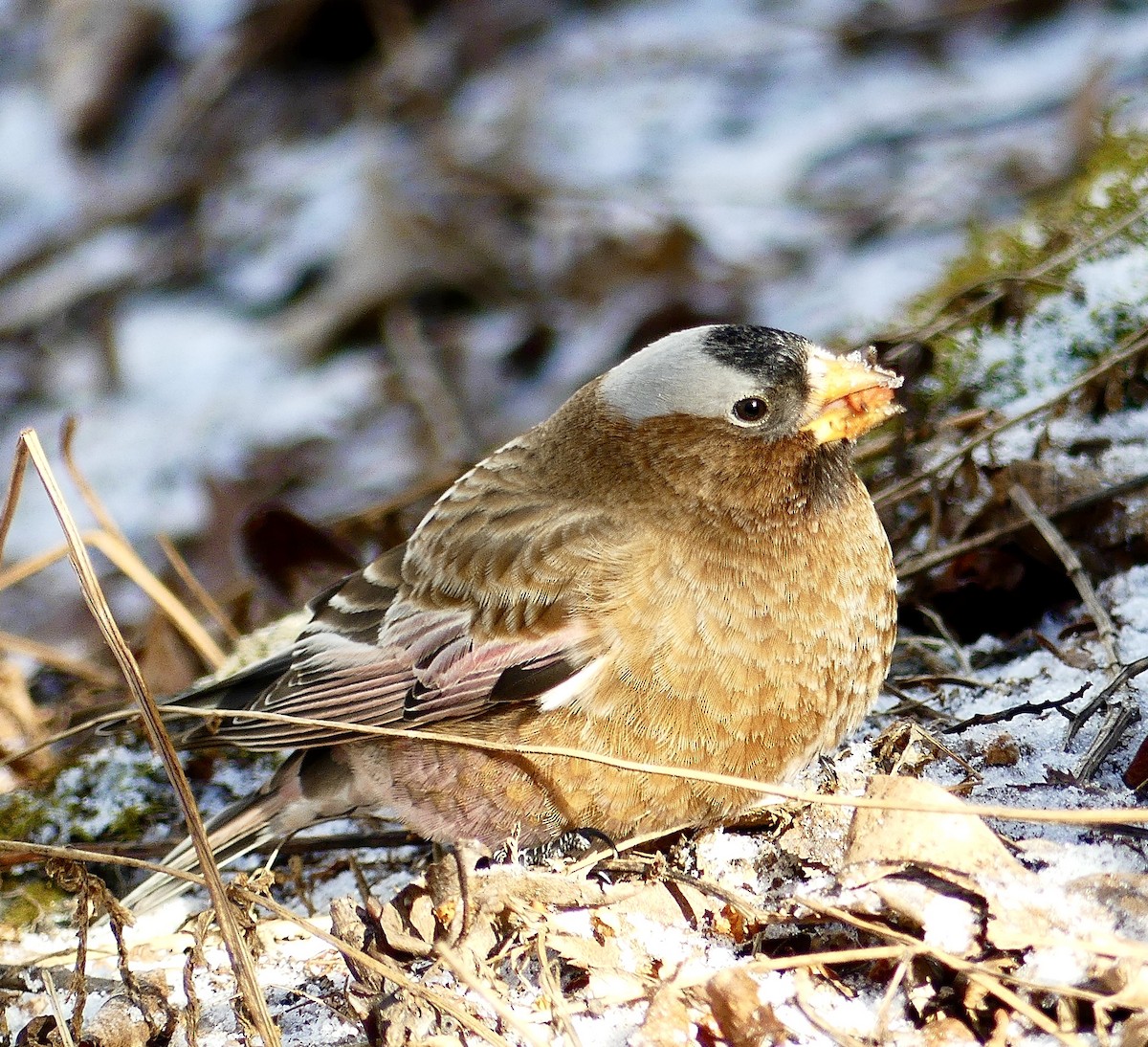 Gray-crowned Rosy-Finch (Gray-crowned) - Russell Taylor
