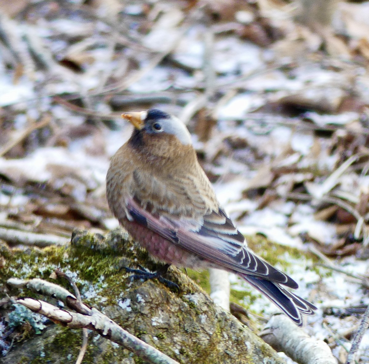 Gray-crowned Rosy-Finch (Gray-crowned) - ML614952291