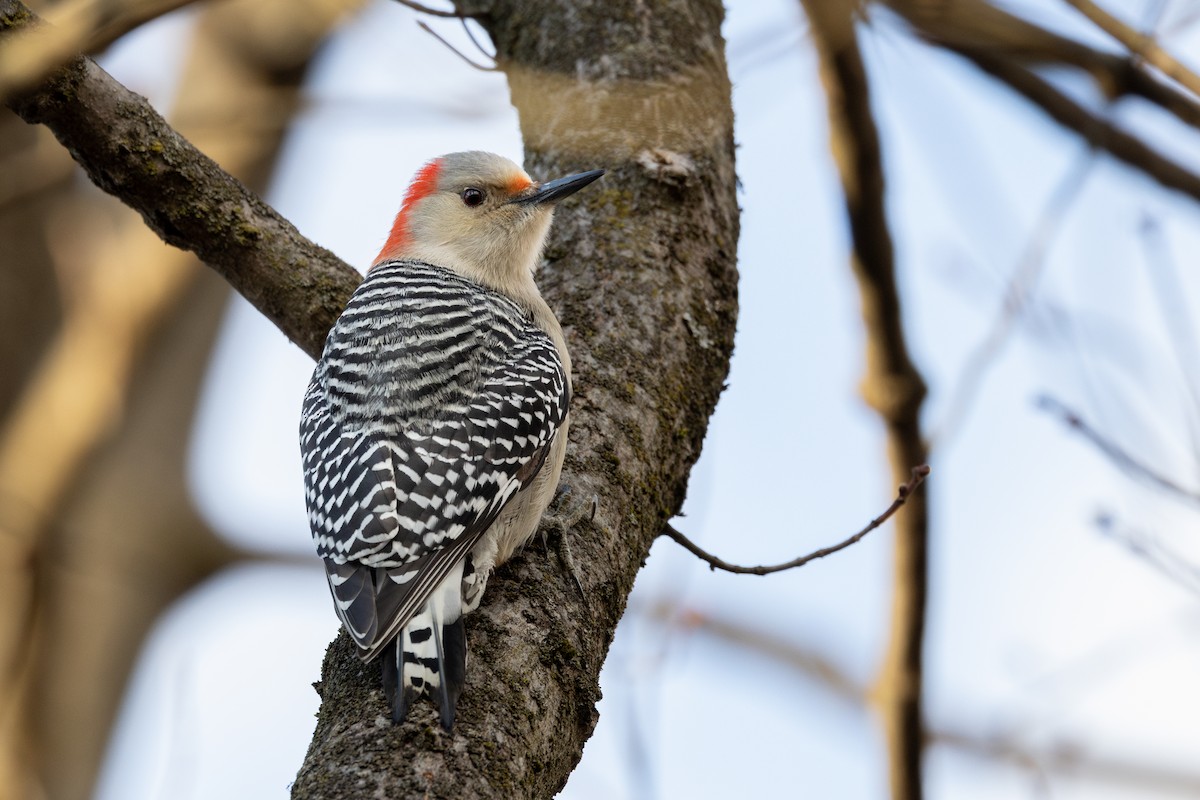 Red-bellied Woodpecker - ML614952442