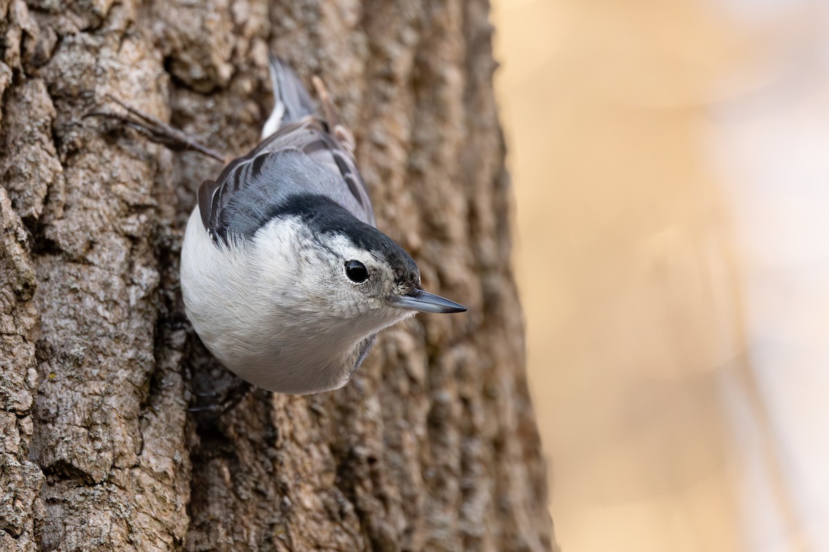 White-breasted Nuthatch - ML614952452