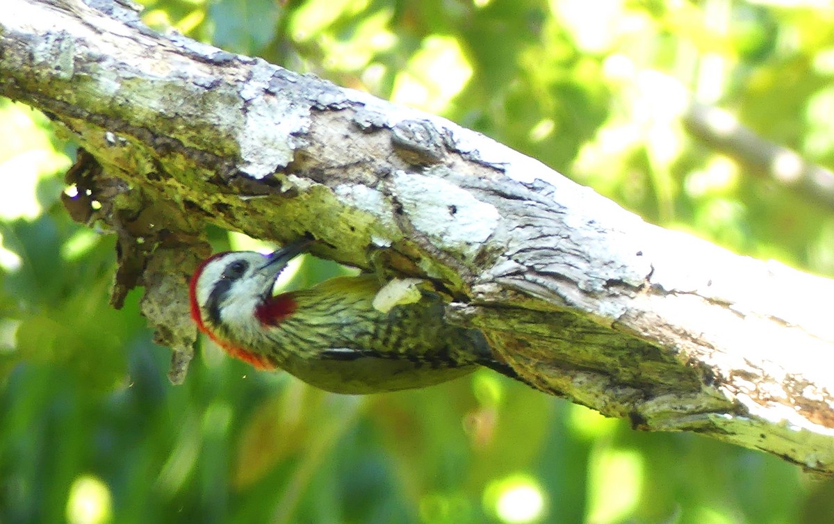 Cuban Green Woodpecker - ML614952486