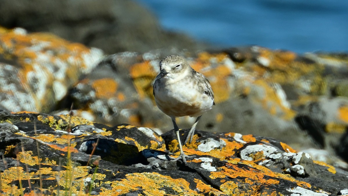 Red-breasted Dotterel - ML614952531