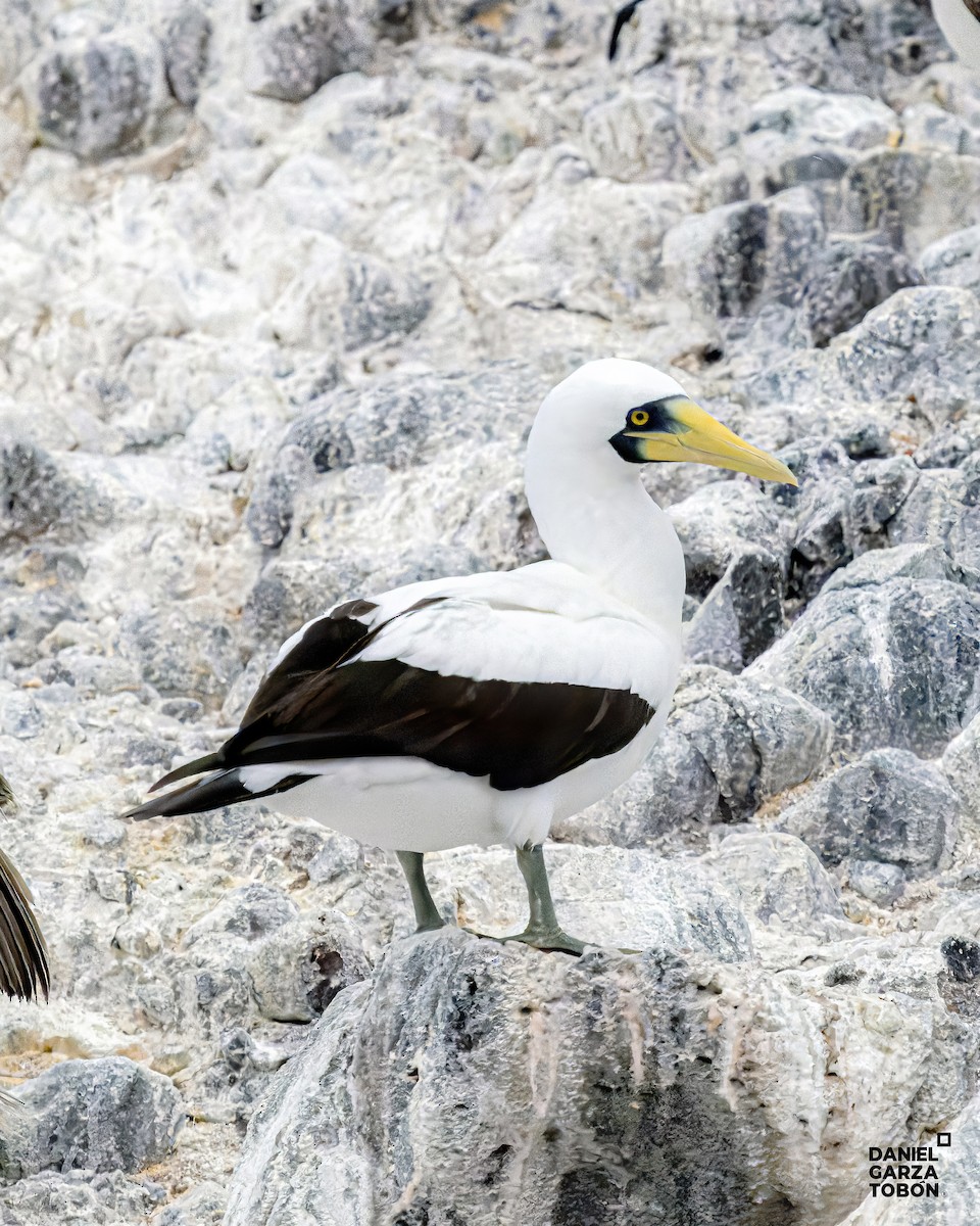 Masked Booby - ML614952721