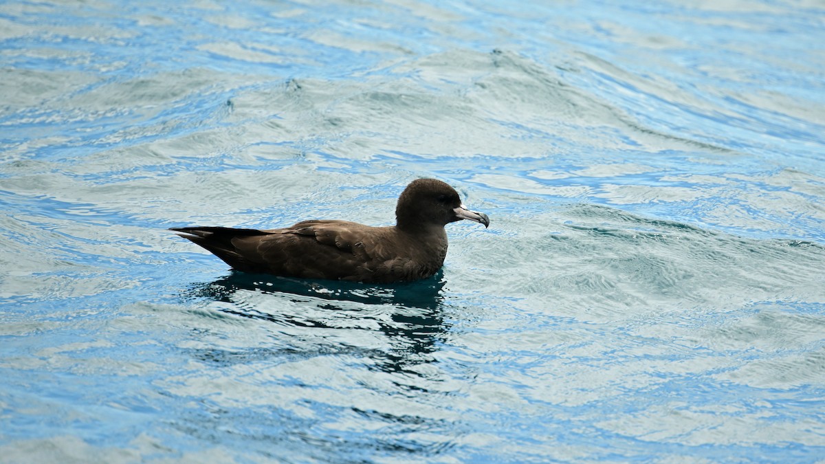 Flesh-footed Shearwater - ML614952873
