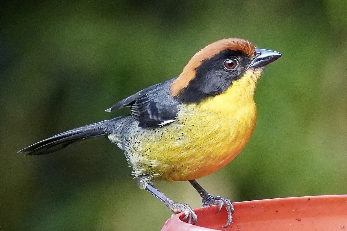 Yellow-breasted Brushfinch (Yellow-breasted) - ML614953054