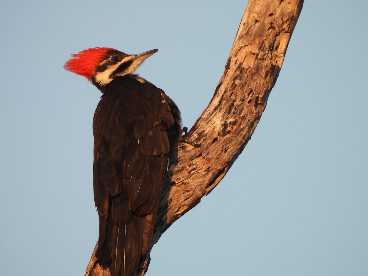 Pileated Woodpecker - Janine Steffan