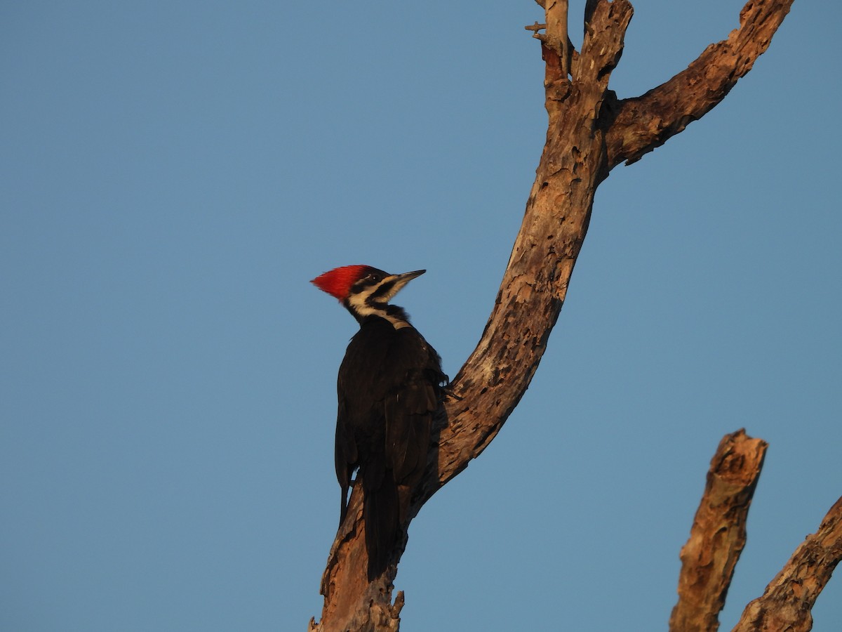Pileated Woodpecker - Janine Steffan