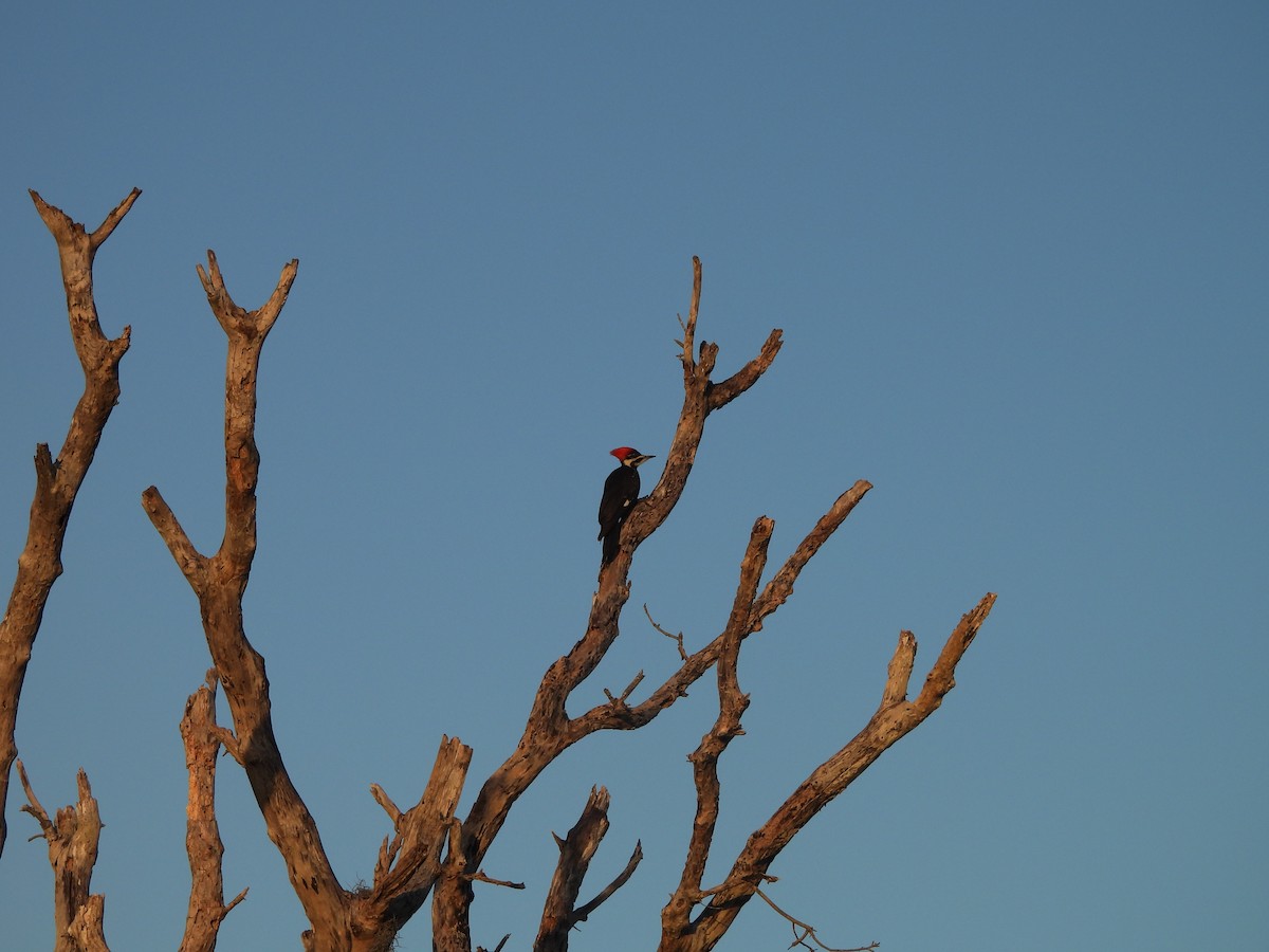 Pileated Woodpecker - ML614953067