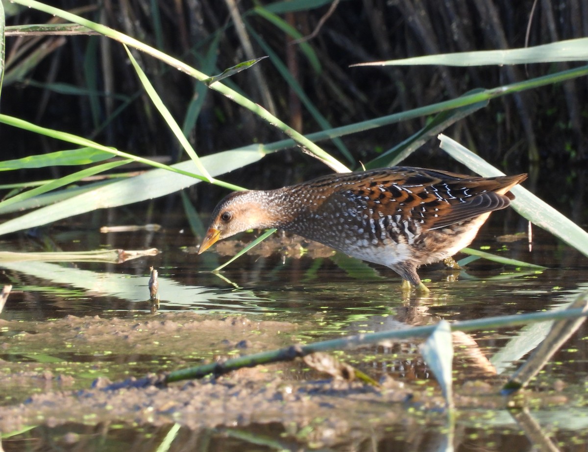 Spotted Crake - ML614953189