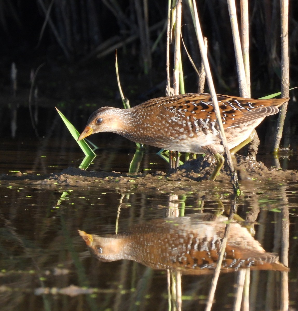 Spotted Crake - ML614953247