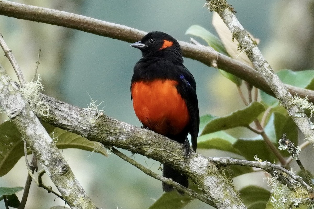 Scarlet-bellied Mountain Tanager (Scarlet-bellied) - Terry Bohling