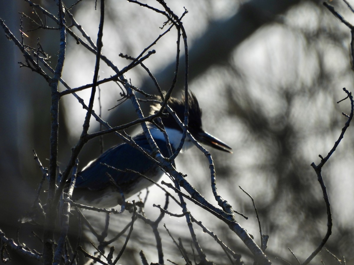 Belted Kingfisher - ML614953273