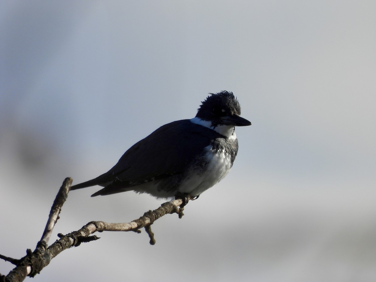Belted Kingfisher - ML614953274