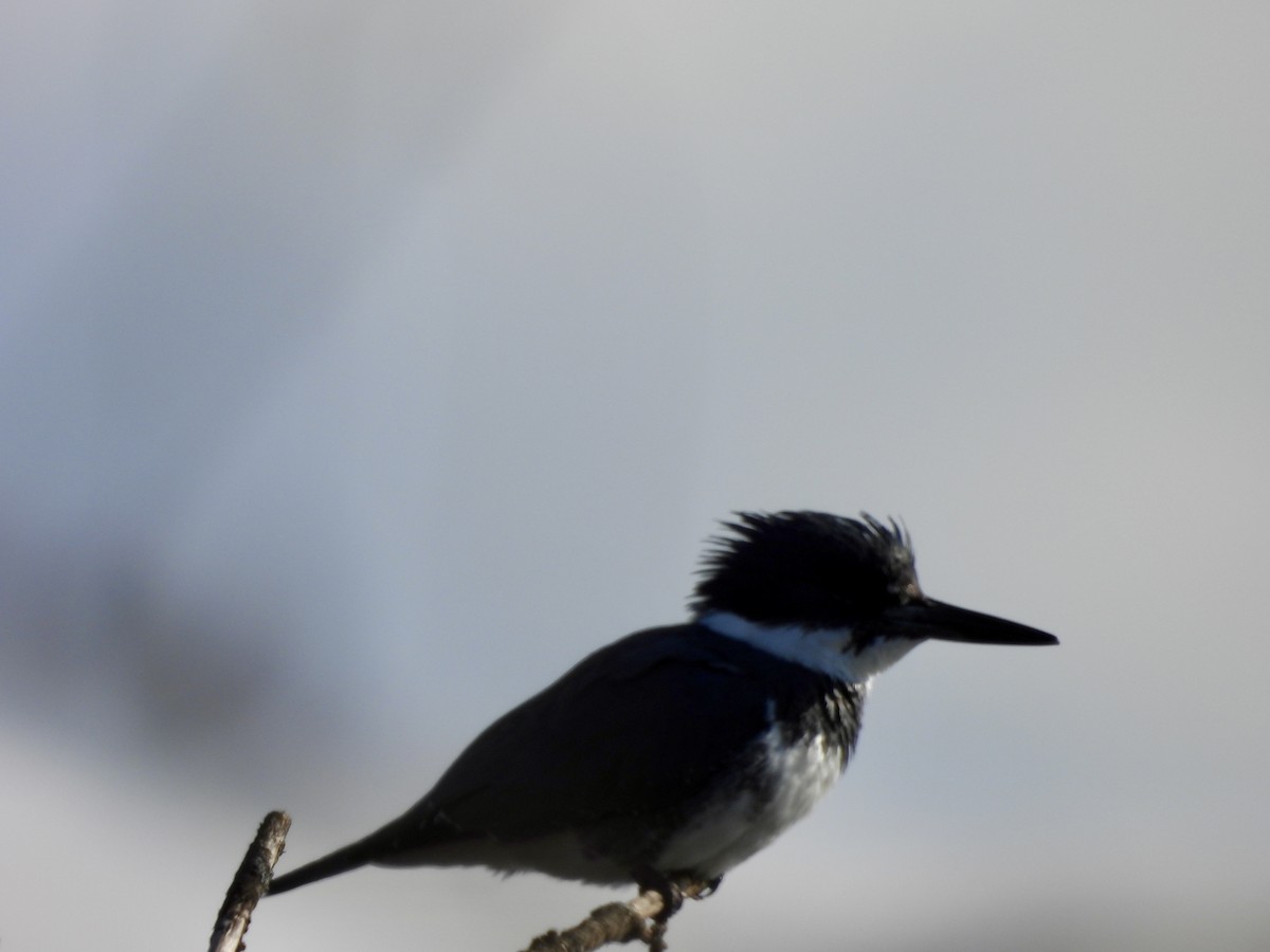 Belted Kingfisher - ML614953275