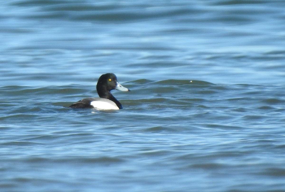 Greater Scaup - ML614953330