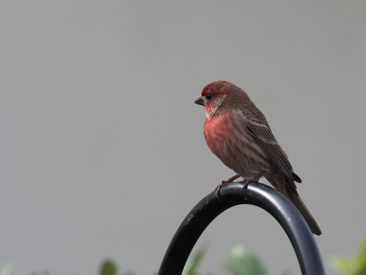 House Finch - Keith Parker