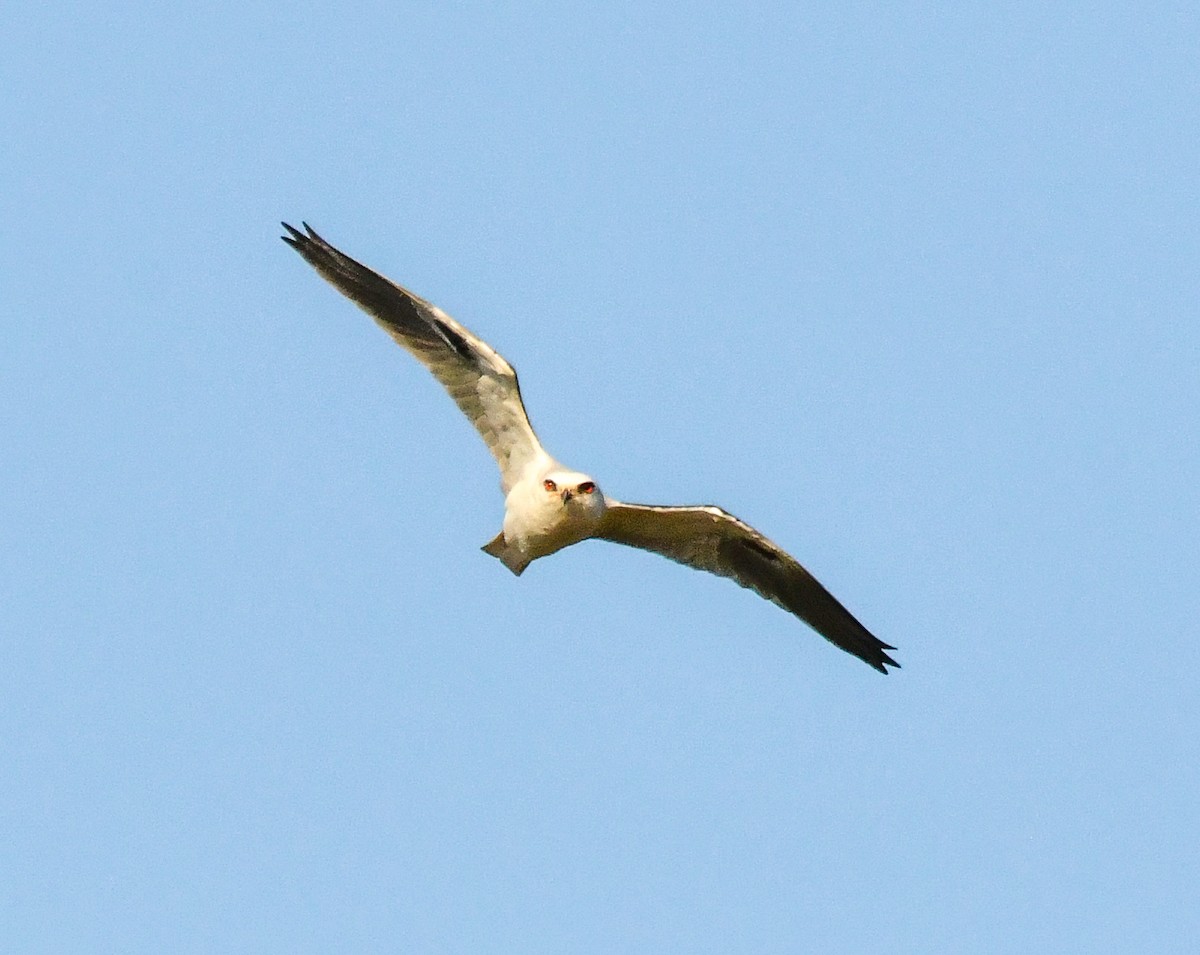 White-tailed Kite - ML614953429