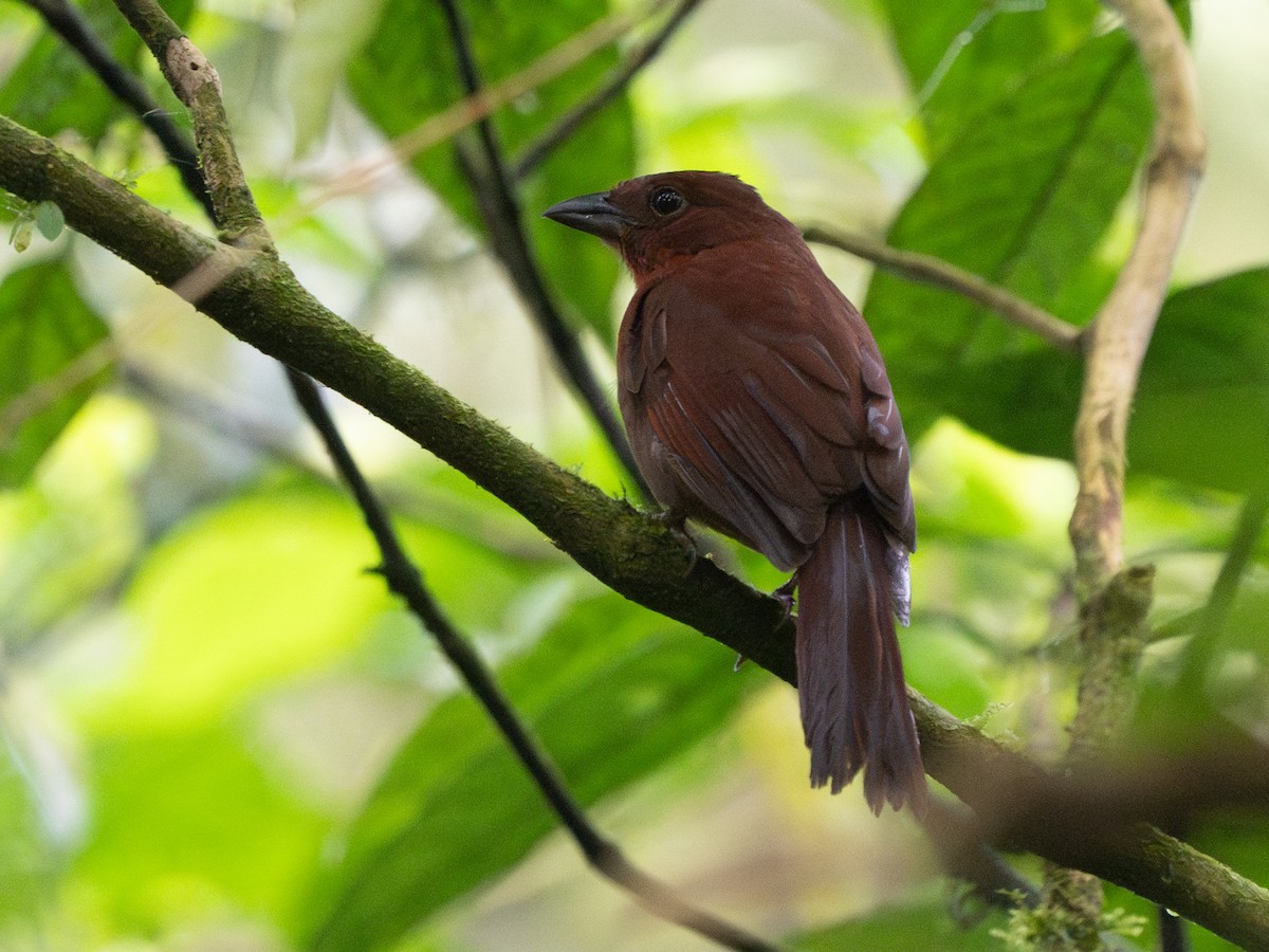 Red-crowned Ant-Tanager - ML614953438